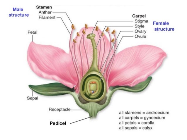 corolla flower