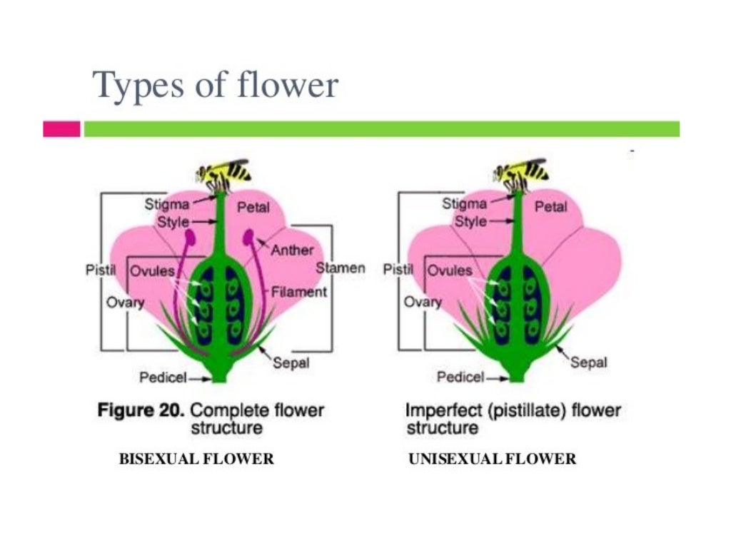 Flower structure and pollination mechanisms
