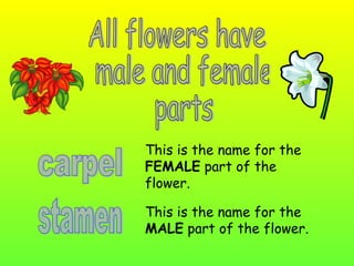 This is the name for the
FEMALE part of the
flower.
This is the name for the
MALE part of the flower.
 