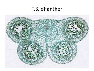 T.S. of anther
 
