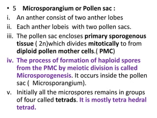 • 5 Microsporangium or Pollen sac :
i. An anther consist of two anther lobes
ii. Each anther lobeis with two pollen sacs.
iii. The pollen sac encloses primary sporogenous
tissue ( 2n)which divides mitotically to from
diploid pollen mother cells.( PMC)
iv. The process of formation of haploid spores
from the PMC by meiotic division is called
Microsporogenesis. It occurs inside the pollen
sac ( Microsporangium).
v. Initially all the microspores remains in groups
of four called tetrads. It is mostly tetra hedral
tetrad.
 