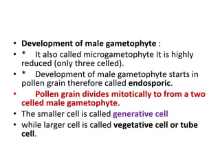 • Development of male gametophyte :
• * It also called microgametophyte It is highly
reduced (only three celled).
• * Development of male gametophyte starts in
pollen grain therefore called endosporic.
• Pollen grain divides mitotically to from a two
celled male gametophyte.
• The smaller cell is called generative cell
• while larger cell is called vegetative cell or tube
cell.
 