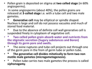 • Pollen grain is deposited on stigma at two celled stage (in 60%
angiosperms).
• In some angiosperms (about 40%), the pollen grains are
released at 3-celled stage i.e. with a tube cell and two male
gametes.
• * Generative cell may be elliptical or spindle shaped.
Nucleus is large and cell do not possess vacuoles and much of
stored food material.
• * Due to the absence of definite cell wall generative cell is
suspended freely in cytoplasm of vegetative cell.
• * Two celled pollen grain absorb water and nutrients from
the stigmatic secretion (Sugary substances and Boron)
through its germ pore and swells.
• * The exine ruptures and tube cell projects out through one
of the germ pore in the from of germ tube or pollen tube.
• * The generative cell divides mitotically to form two non
motile male gametes (microgametogenesis).
• * Pollen tube carries two male gametes the process is called
siphonogamy.
 