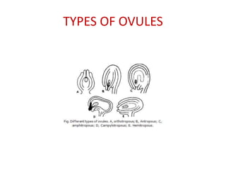 TYPES OF OVULES
 