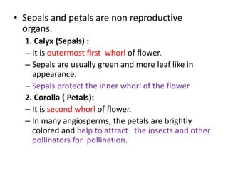 • Sepals and petals are non reproductive
organs.
1. Calyx (Sepals) :
– It is outermost first whorl of flower.
– Sepals are usually green and more leaf like in
appearance.
– Sepals protect the inner whorl of the flower
2. Corolla ( Petals):
– It is second whorl of flower.
– In many angiosperms, the petals are brightly
colored and help to attract the insects and other
pollinators for pollination.
 