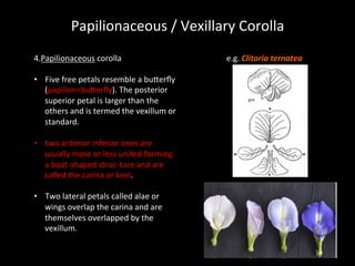 Flower | PDF