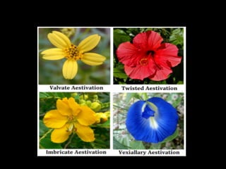 Flower | PDF