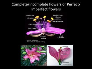 An Incomplete Flower Flower | PDF