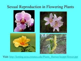 Sexual Reproduction in Flowering Plants
Visit: http://koning.ecsu.ctstateu.edu/Plants_Human/lecppt/flower.ppt
 