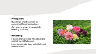 Flower production and their origin .pptx