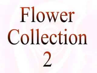Flower Collection 2 