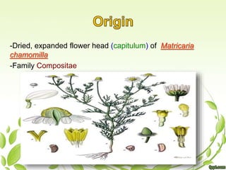 -Dried, expanded flower head (capitulum) of Matricaria
chamomilla
-Family Compositae
 