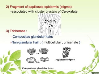 2) Fragment of papillosed epidermis (stigma) :
-associated with cluster crystals of Ca-oxalate.
3) Trichomes :
- Compositae glandular hairs
-Non-glandular hair : ( multicellular , uniseriate )
 