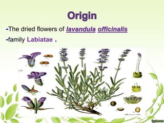 -The dried flowers of lavandula officinalis
-family Labiatae .
 