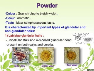 -Colour : Grayish-blue to bluish-violet .
-Odour : aromatic .
-Taste : bitter camphoraceous taste.
It is characterized by important types of glandular and
non-glandular hairs:
1) Labiatae glandular hairs :
- unicellular stalk and 4-8-celled glandular head
-present on both calyx and corolla.
Basal view Top viewSide view
 