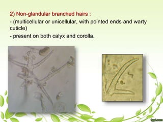 :2) Non-glandular branched hairs
- (multicellular or unicellular, with pointed ends and warty
cuticle)
- present on both calyx and corolla.
 