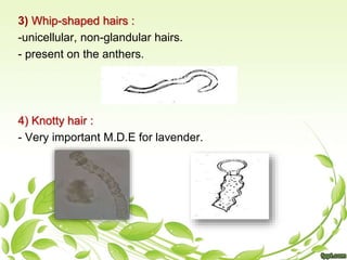 3) Whip-shaped hairs :
-unicellular, non-glandular hairs.
- present on the anthers.
4) Knotty hair :
- Very important M.D.E for lavender.
 