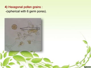 5) Hexagonal pollen grains :
-(spherical with 6 germ pores).
 