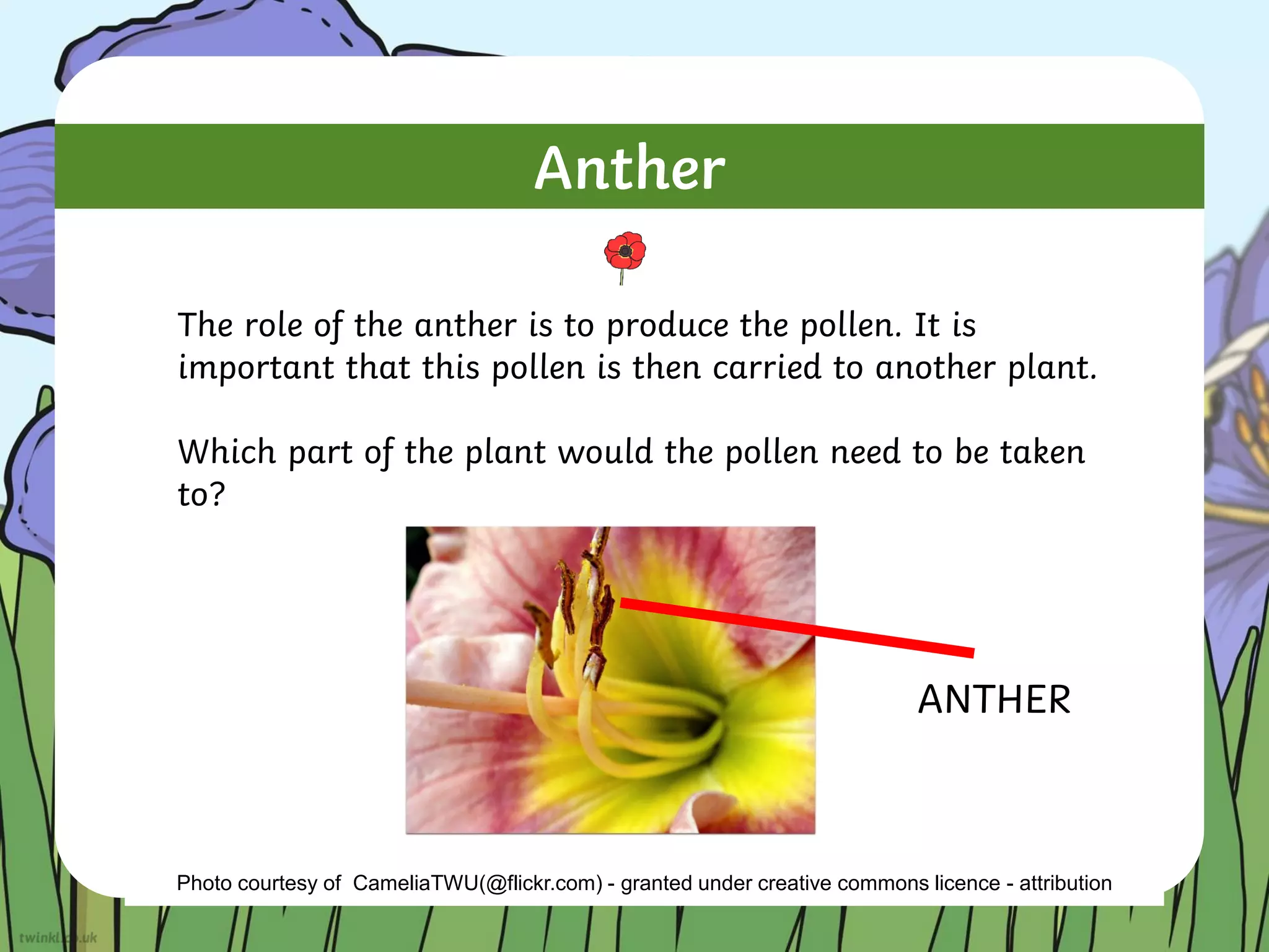 Anther
The role of the anther is to produce the pollen. It is
important that this pollen is then carried to another plant.
Which part of the plant would the pollen need to be taken
to?
Photo courtesy of CameliaTWU(@flickr.com) - granted under creative commons licence - attribution
ANTHER
 