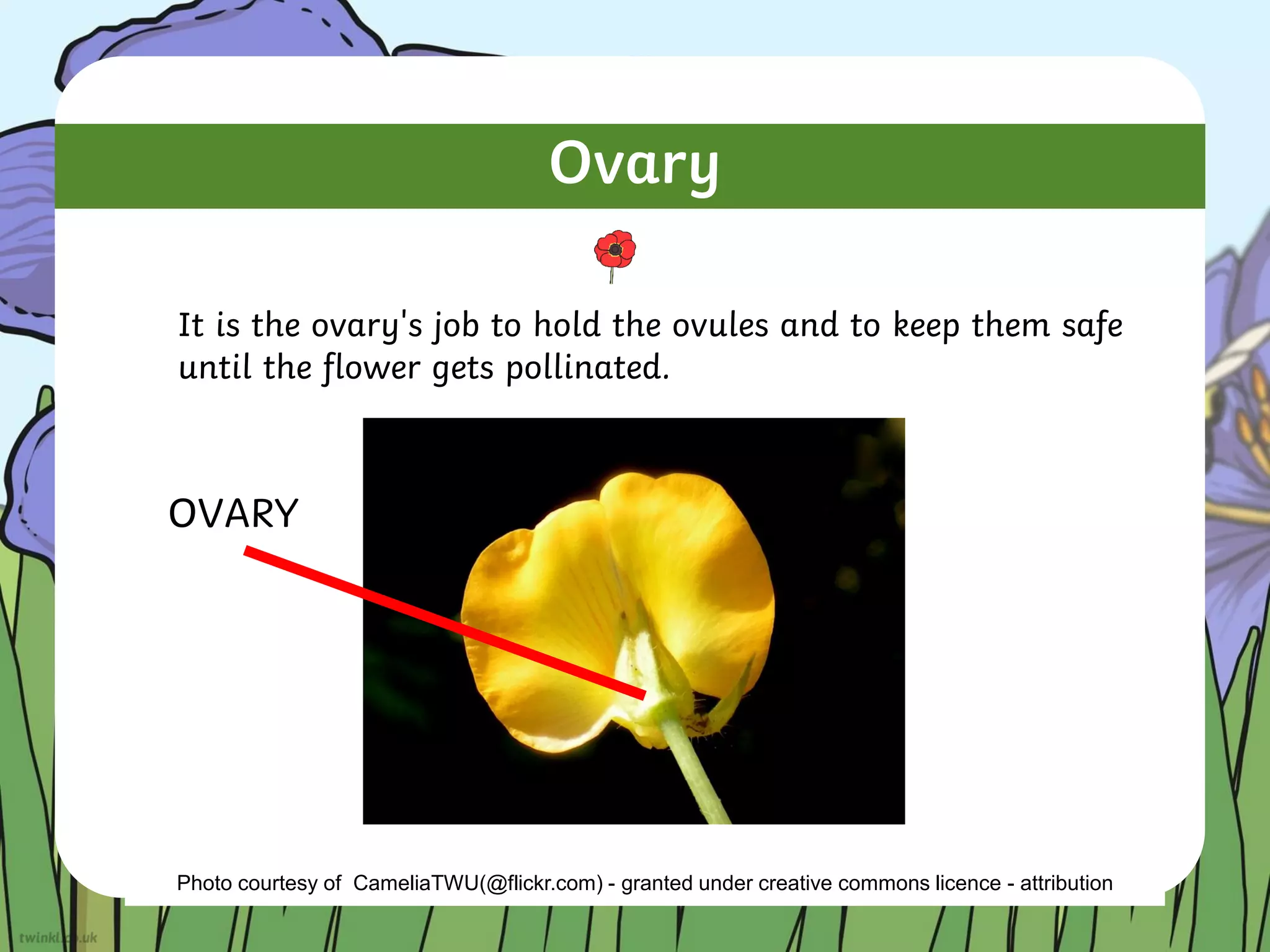 Ovary
It is the ovary's job to hold the ovules and to keep them safe
until the flower gets pollinated.
Photo courtesy of CameliaTWU(@flickr.com) - granted under creative commons licence - attribution
OVARY
 