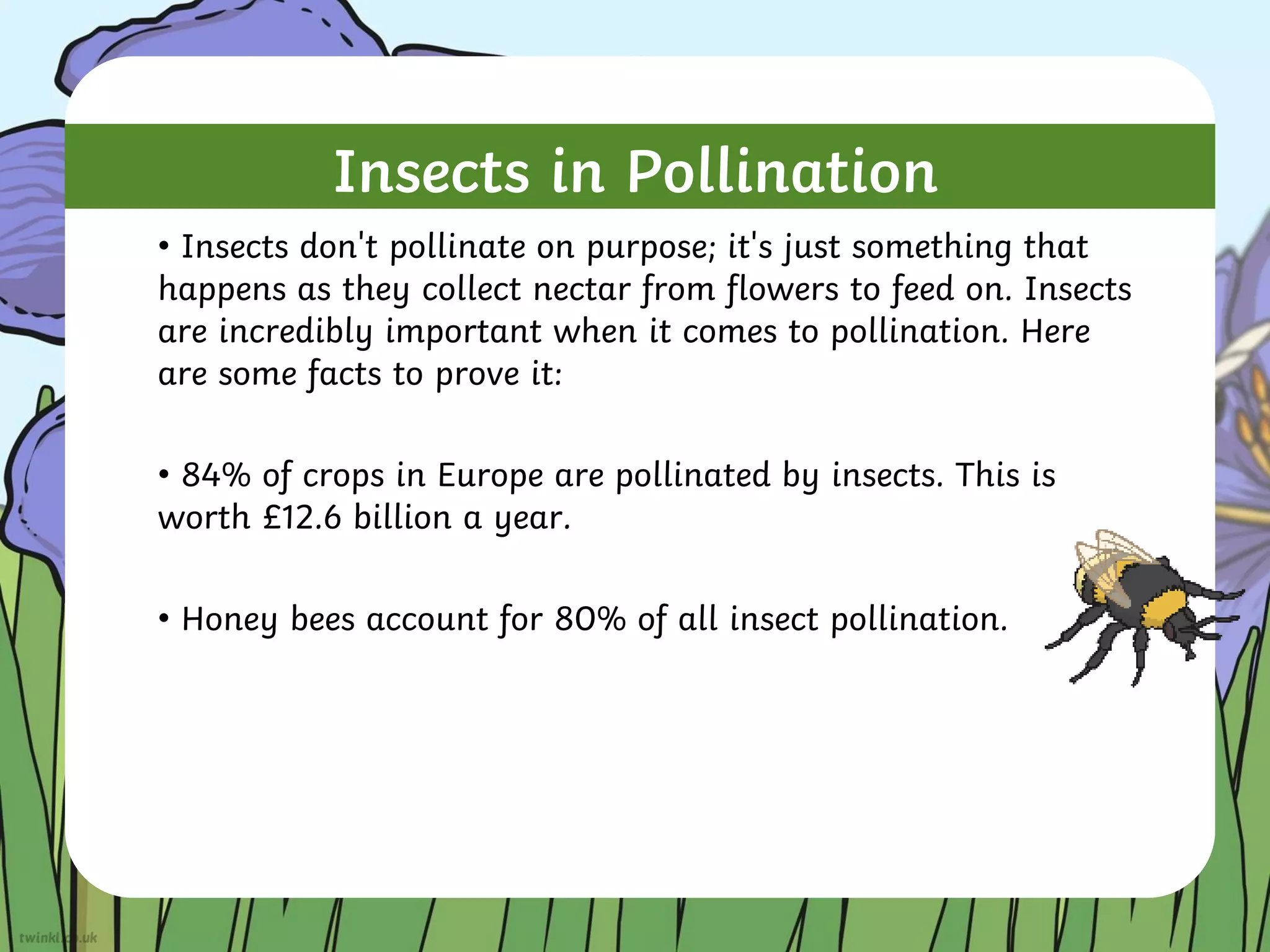 Insects in Pollination
• Insects don't pollinate on purpose; it's just something that
happens as they collect nectar from flowers to feed on. Insects
are incredibly important when it comes to pollination. Here
are some facts to prove it:
• 84% of crops in Europe are pollinated by insects. This is
worth £12.6 billion a year.
• Honey bees account for 80% of all insect pollination.
 