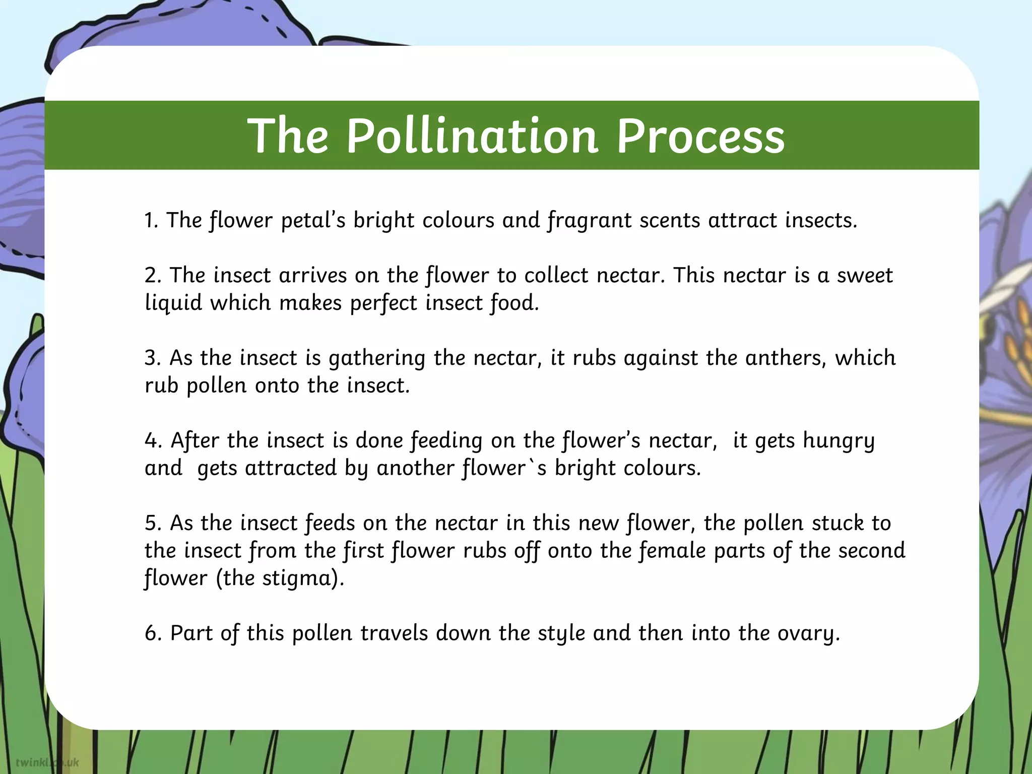 The Pollination Process
1. The flower petal’s bright colours and fragrant scents attract insects.
2. The insect arrives on the flower to collect nectar. This nectar is a sweet
liquid which makes perfect insect food.
3. As the insect is gathering the nectar, it rubs against the anthers, which
rub pollen onto the insect.
4. After the insect is done feeding on the flower’s nectar, it gets hungry
and gets attracted by another flower`s bright colours.
5. As the insect feeds on the nectar in this new flower, the pollen stuck to
the insect from the first flower rubs off onto the female parts of the second
flower (the stigma).
6. Part of this pollen travels down the style and then into the ovary.
 