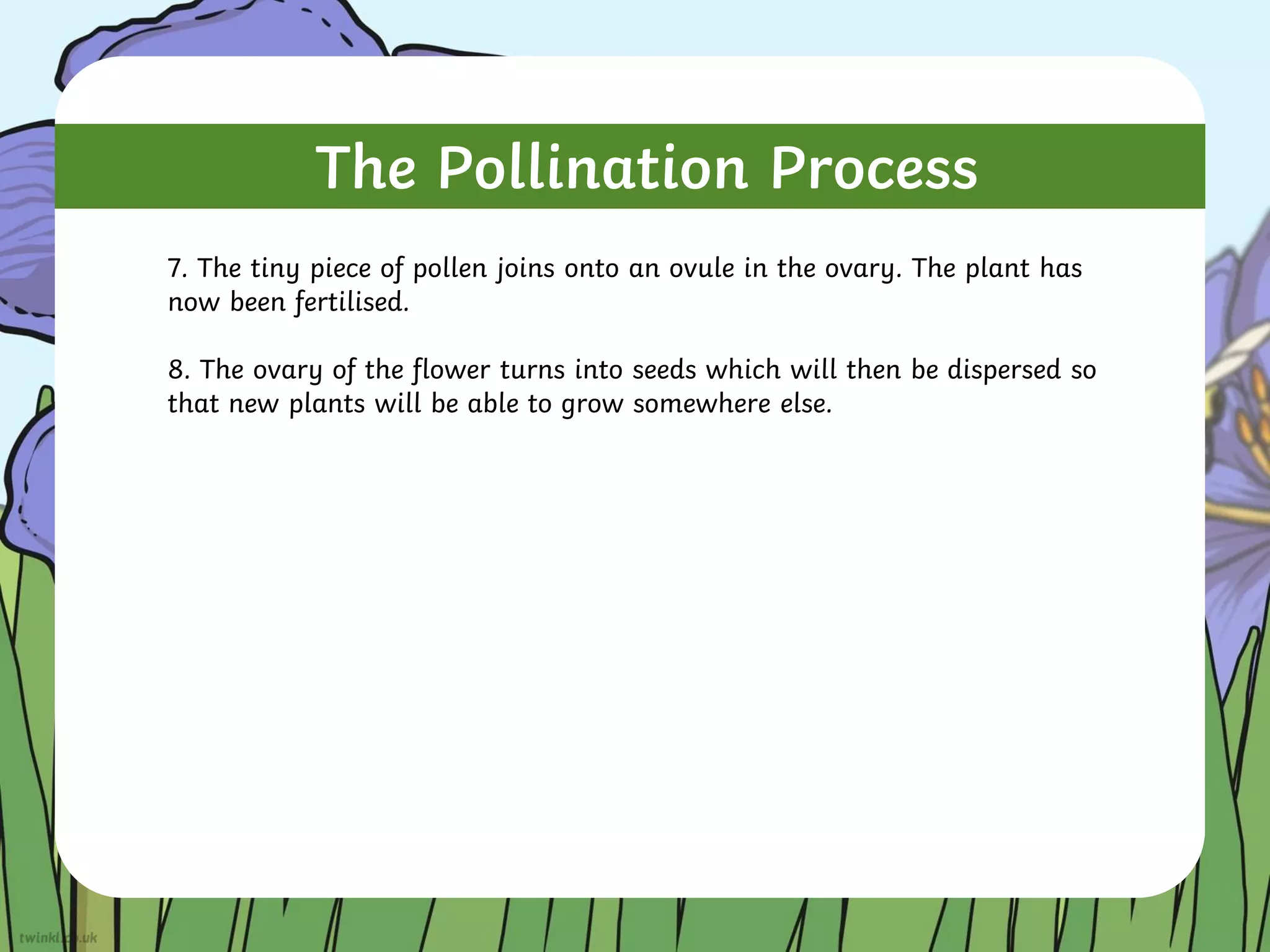 The Pollination Process
7. The tiny piece of pollen joins onto an ovule in the ovary. The plant has
now been fertilised.
8. The ovary of the flower turns into seeds which will then be dispersed so
that new plants will be able to grow somewhere else.
 