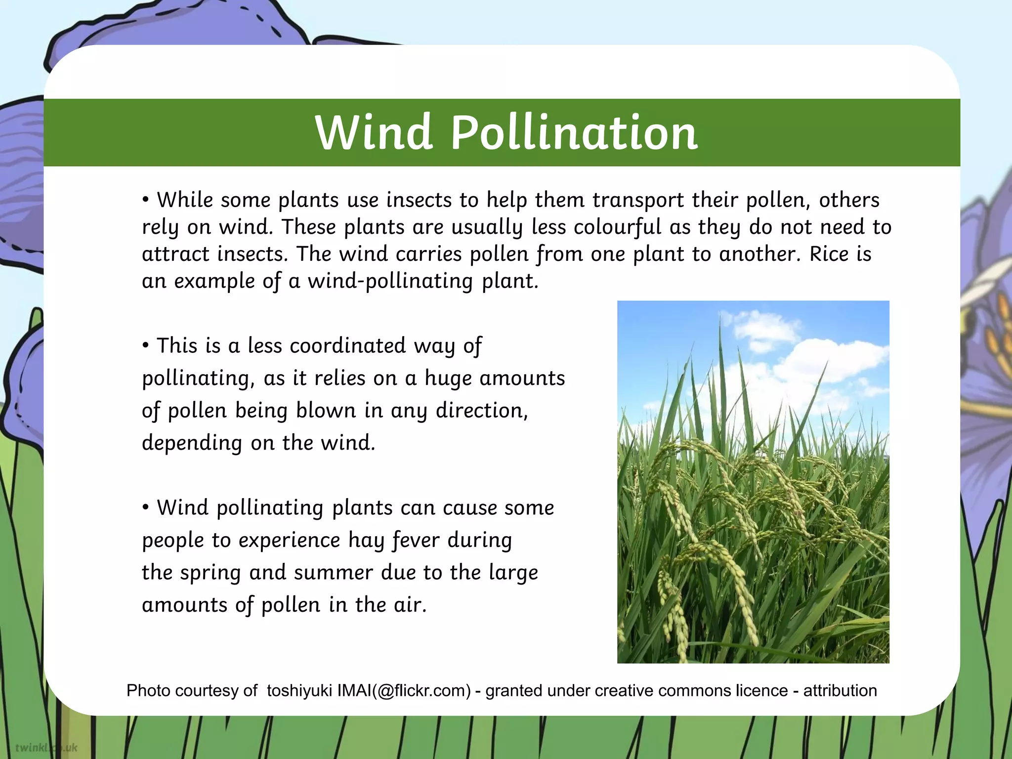 Wind Pollination
• While some plants use insects to help them transport their pollen, others
rely on wind. These plants are usually less colourful as they do not need to
attract insects. The wind carries pollen from one plant to another. Rice is
an example of a wind-pollinating plant.
• This is a less coordinated way of
pollinating, as it relies on a huge amounts
of pollen being blown in any direction,
depending on the wind.
• Wind pollinating plants can cause some
people to experience hay fever during
the spring and summer due to the large
amounts of pollen in the air.
Photo courtesy of toshiyuki IMAI(@flickr.com) - granted under creative commons licence - attribution
 
