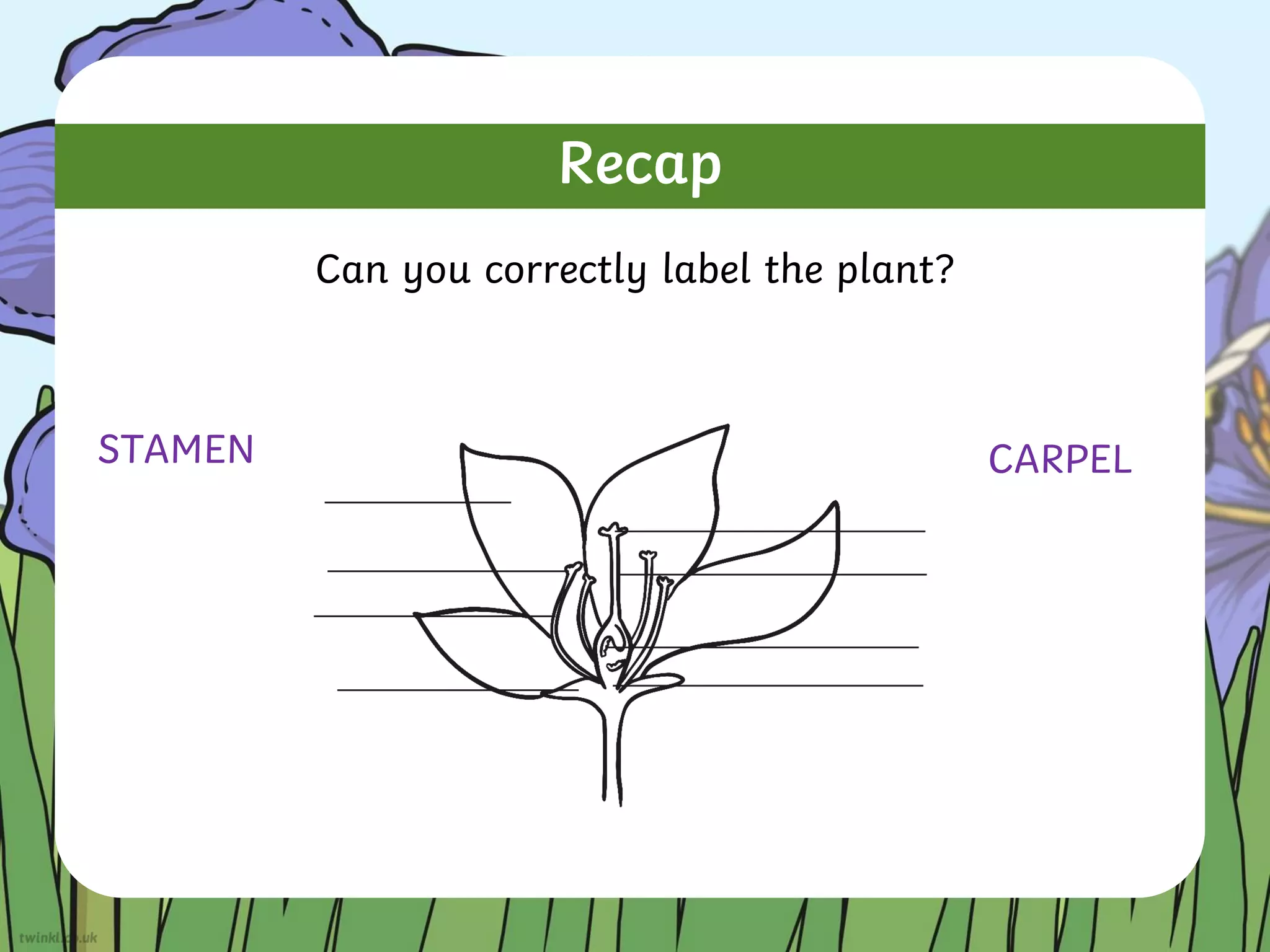 Recap
Can you correctly label the plant?
STAMEN CARPEL
 
