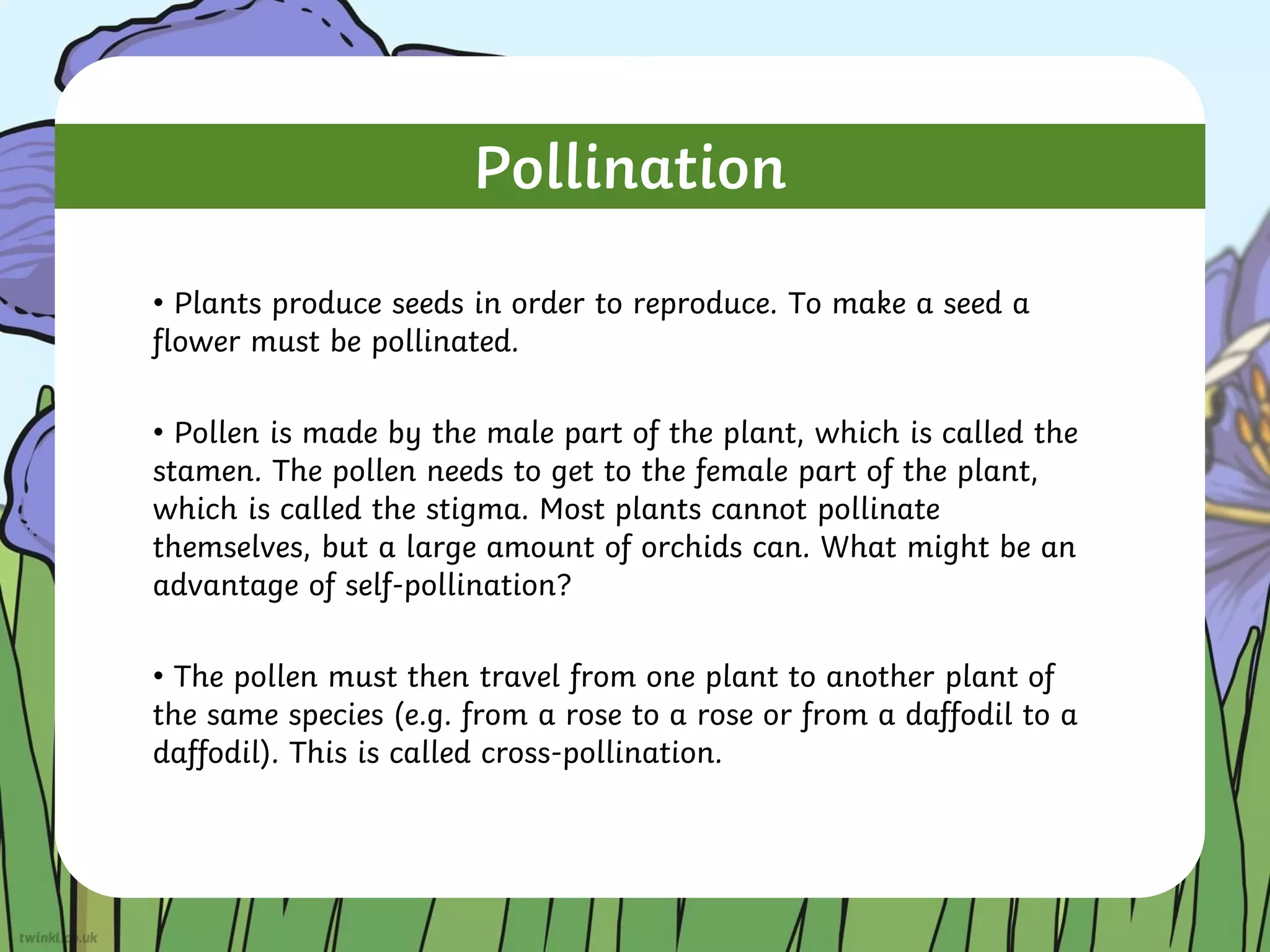 • Plants produce seeds in order to reproduce. To make a seed a
flower must be pollinated.
• Pollen is made by the male part of the plant, which is called the
stamen. The pollen needs to get to the female part of the plant,
which is called the stigma. Most plants cannot pollinate
themselves, but a large amount of orchids can. What might be an
advantage of self-pollination?
• The pollen must then travel from one plant to another plant of
the same species (e.g. from a rose to a rose or from a daffodil to a
daffodil). This is called cross-pollination.
Pollination
 