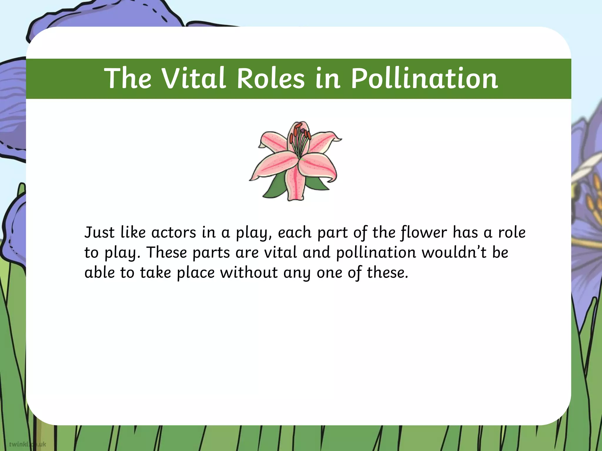 The Vital Roles in Pollination
Just like actors in a play, each part of the flower has a role
to play. These parts are vital and pollination wouldn’t be
able to take place without any one of these.
 