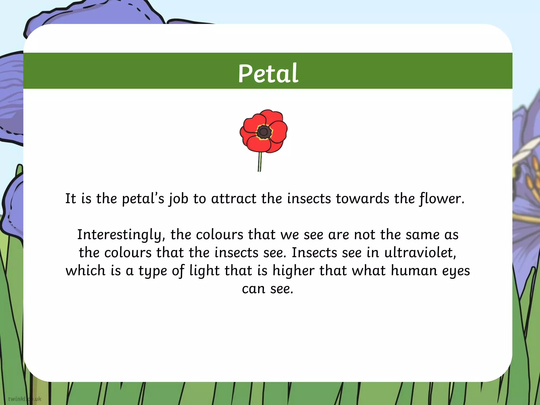 Petal
It is the petal’s job to attract the insects towards the flower.
Interestingly, the colours that we see are not the same as
the colours that the insects see. Insects see in ultraviolet,
which is a type of light that is higher that what human eyes
can see.
 