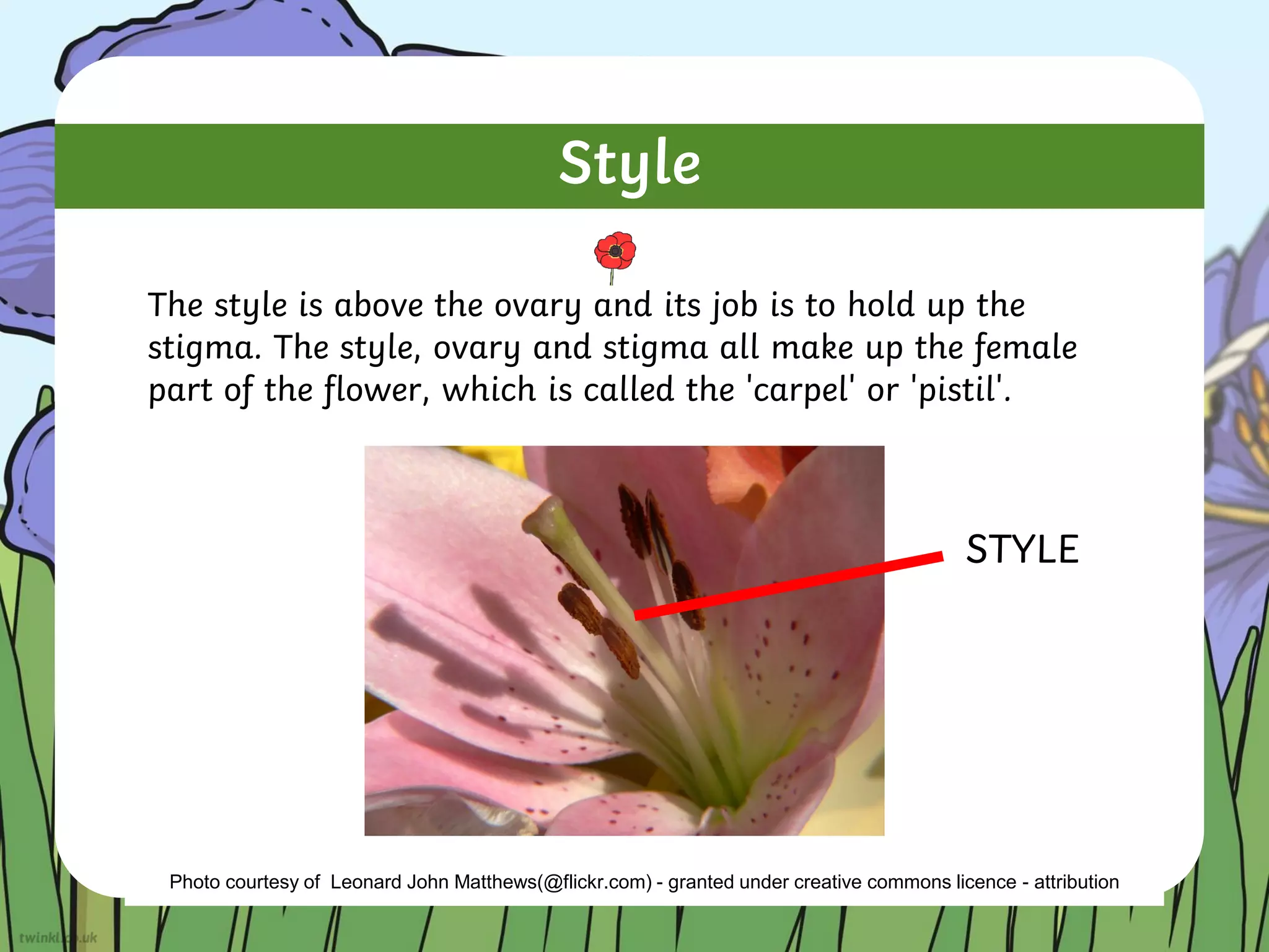 Style
The style is above the ovary and its job is to hold up the
stigma. The style, ovary and stigma all make up the female
part of the flower, which is called the 'carpel' or 'pistil'.
Photo courtesy of Leonard John Matthews(@flickr.com) - granted under creative commons licence - attribution
STYLE
 