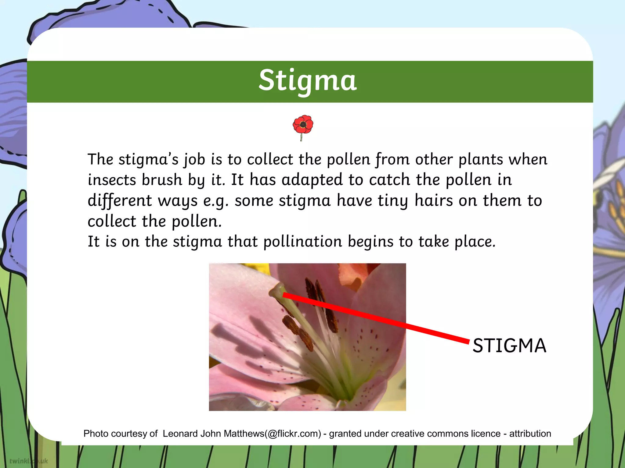 Stigma
The stigma’s job is to collect the pollen from other plants when
insects brush by it. It has adapted to catch the pollen in
different ways e.g. some stigma have tiny hairs on them to
collect the pollen.
It is on the stigma that pollination begins to take place.
Photo courtesy of Leonard John Matthews(@flickr.com) - granted under creative commons licence - attribution
STIGMA
 