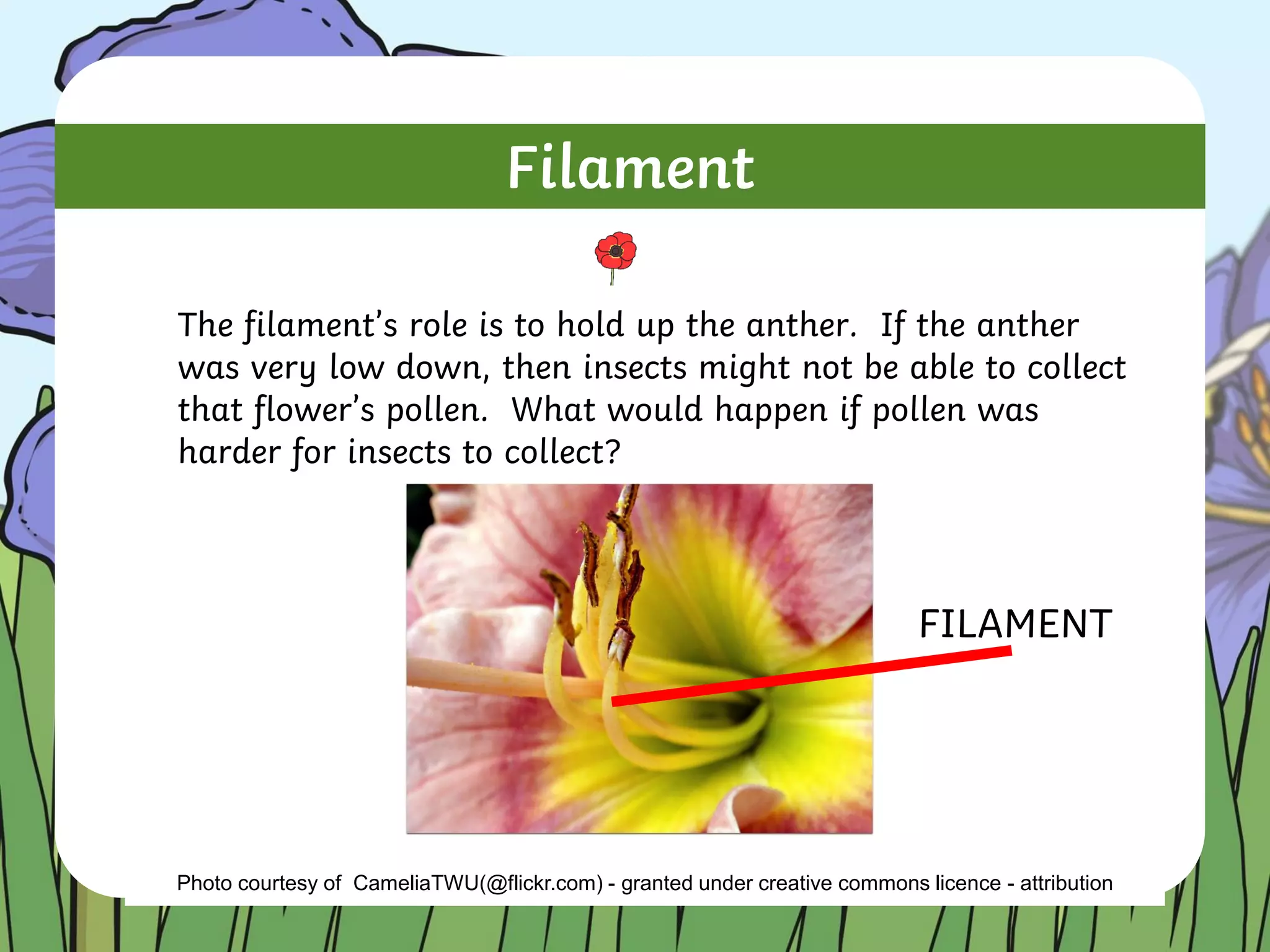 Filament
The filament’s role is to hold up the anther. If the anther
was very low down, then insects might not be able to collect
that flower’s pollen. What would happen if pollen was
harder for insects to collect?
Photo courtesy of CameliaTWU(@flickr.com) - granted under creative commons licence - attribution
FILAMENT
 