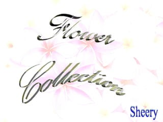Flower  Collection Sheery 