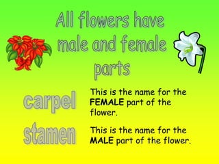 This is the name for the 
FEMALE part of the 
flower. 
This is the name for the 
MALE part of the flower. 
 