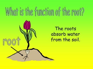 The roots 
absorb water 
from the soil. 
 