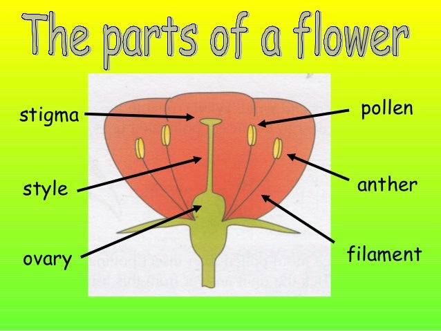 Flower (1) all parts