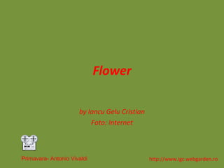 Flower by  Iancu Gelu Cristian Foto: Internet http://www.igc.webgarden.ro Primavara- Antonio Vivaldi 