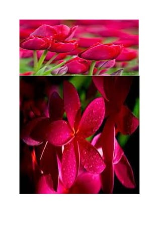 Flower2