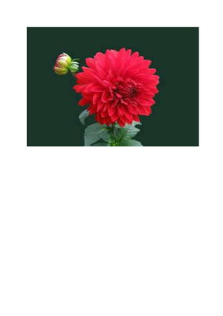 Flower2