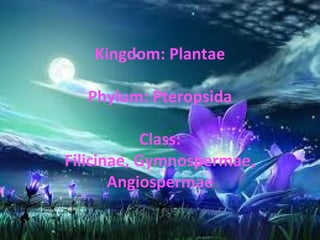 Kingdom: Plantae
Phylum: Pteropsida
Class:
Filicinae, Gymnospermae,
Angiospermae
 