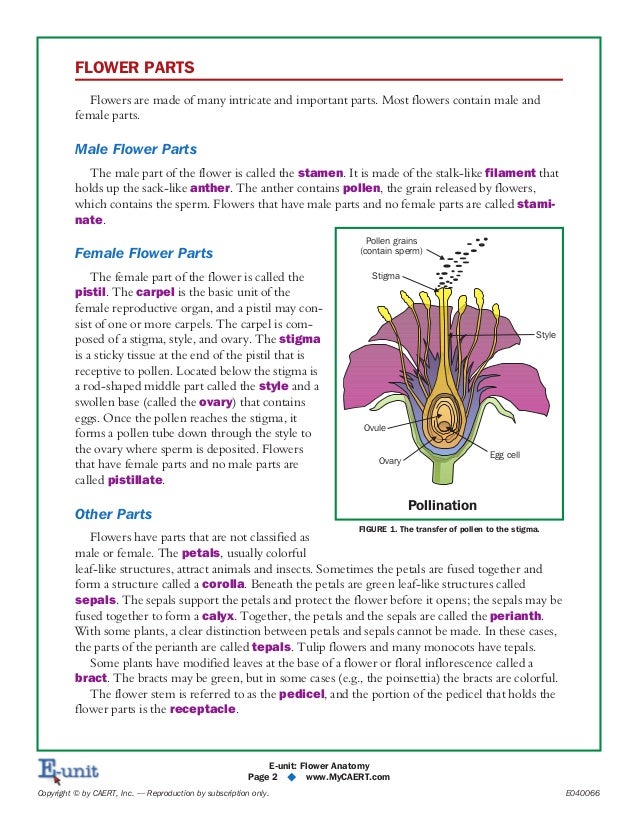 Flower anatomy