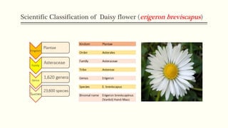 Flower as medicine: daisy, erigeron breviscapus | PDF
