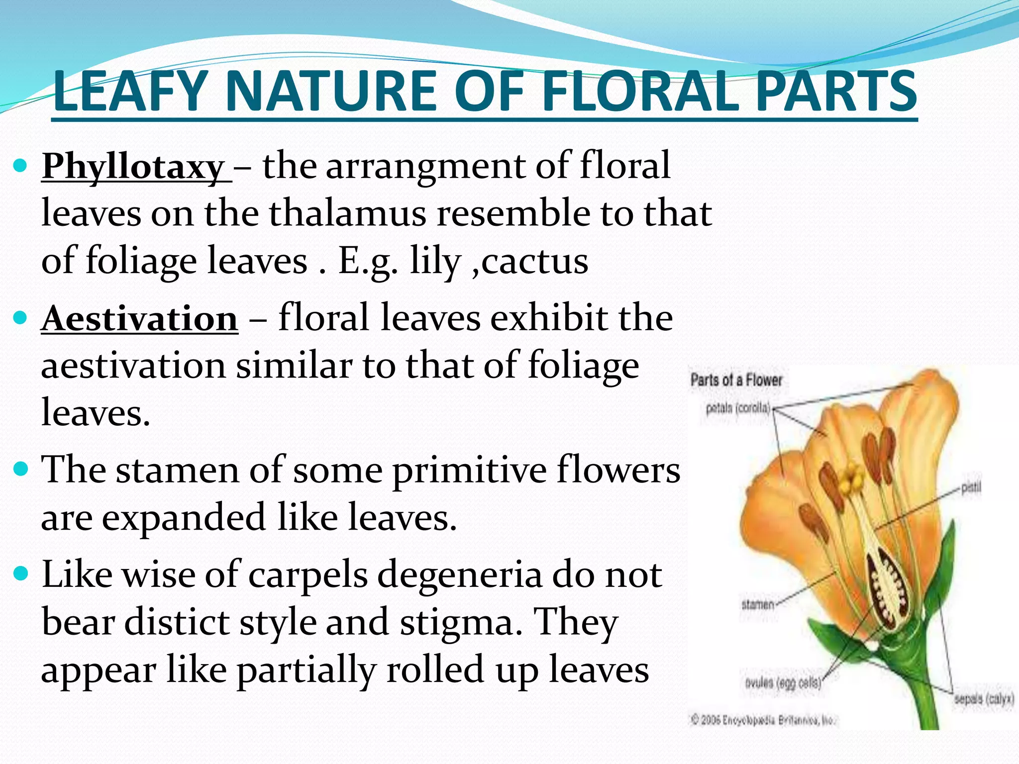 Flower as shoot modification | PPTX