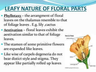 LEAFY NATURE OF FLORAL PARTS
 Phyllotaxy – the arrangment of floral
leaves on the thalamus resemble to that
of foliage leaves . E.g. lily ,cactus
 Aestivation – floral leaves exhibit the
aestivation similar to that of foliage
leaves.
 The stamen of some primitive flowers
are expanded like leaves.
 Like wise of carpels degeneria do not
bear distict style and stigma. They
appear like partially rolled up leaves
 