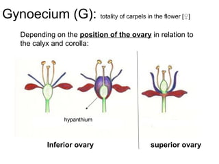 Hypanthium Inner Rim Flower Morphology | PPT