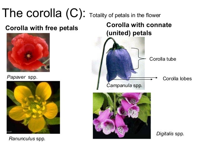 corolla flower