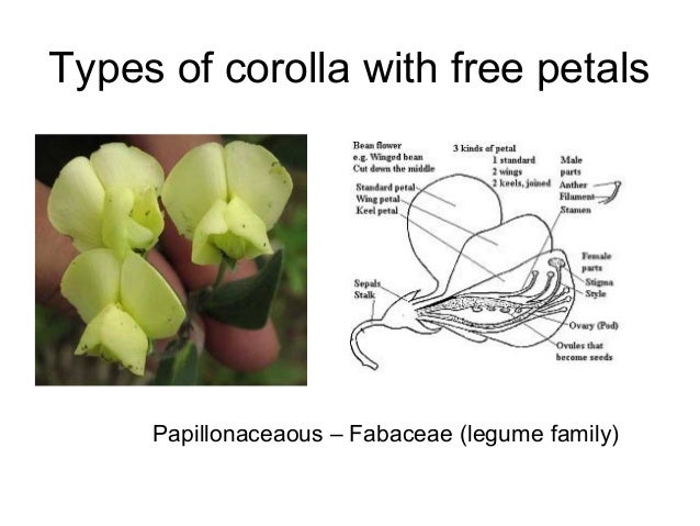 floral diagram of fabaceae family flower morphology floral diagram of fabaceae family flower morphology
